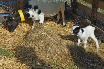 Animal de la ferme : chevreau et sa maman.