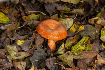 mushroom picking season, people picked porcini mushrooms in the forest