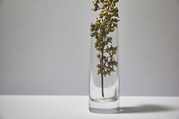 Eucalyptus globulus Labill, plant on the wall