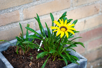 Bright yellow Treasure flower (Gazania rigens) in a flower pot