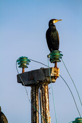 cormorat po delta regional park comacchio iitaly