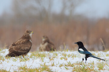 Eurasian magpie or common magpie. Bird. Pica pica