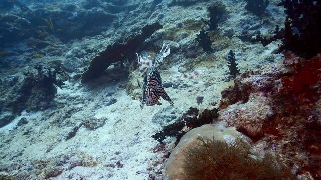 A lionfish on the reef in Maldives 
