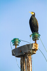 cormorant valleys of Comacchio adriatic sea po delta regional park