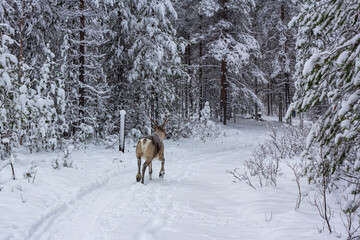 The deer runs along the snowy road of the winter forest.
