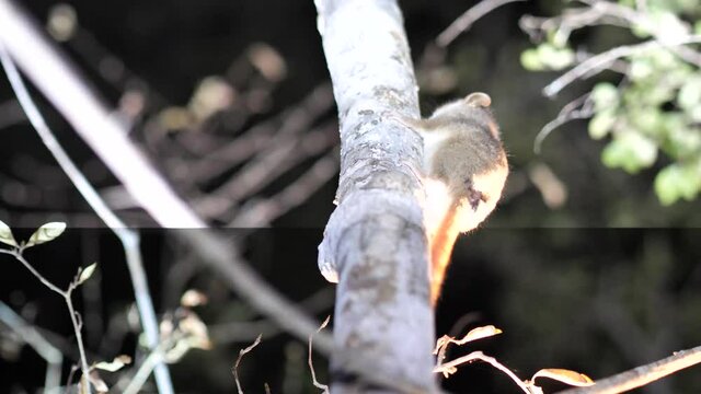 Nocturnal Mouse Lemur High Up In Tree, Kirindi Forest Reserve, Madagascar