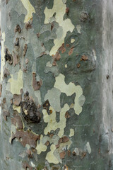 Plane tree bark texture background in khaki colors, khaki military pattern imitation.
