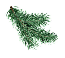 Green fluffy branch of spruce, pine, fir. Pine, fir branch for Christmas, New Year illustration. Watercolor isolated on white background. Drawn by hand.