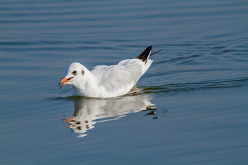 seagull po delta regional park comacchio iitaly