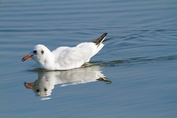 seagull po delta regional park comacchio iitaly