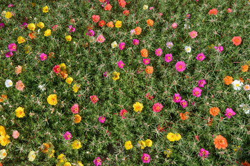 Groundcover layer of flowering Portulaca grandiflora plants.