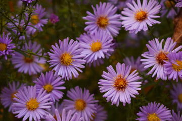 Fototapeta premium delicate purple flowers in your garden