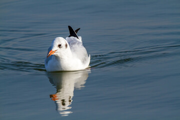 seagull po delta regional park comacchio iitaly