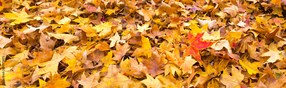 Canvas Prints panoramic view of maple leaf
