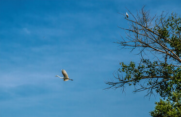 White stork on a background of blue sky