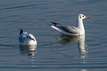 seagull po delta regional park comacchio iitaly