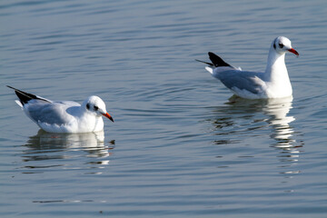 seagull po delta regional park comacchio iitaly