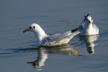 seagull po delta regional park comacchio iitaly