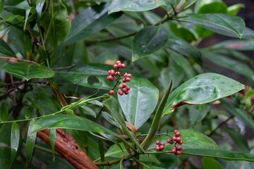 Red fruits of Swamp fern, Golden Leather Fern or Acrostichum aureum on tree in the garden. Is a vegetables and herb that young leaves properties used to stop the bleeding.