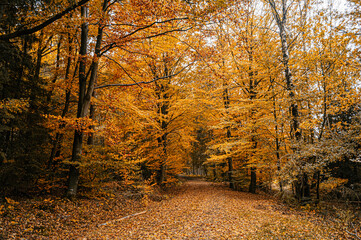 Couleurs automnale