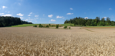 Reifes braunes Weizenfeld in idyllischer Landschaft mit Bäumen und Wäldern