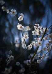 満開の梅の花　春の風景