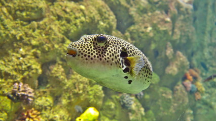 fish in aquarium