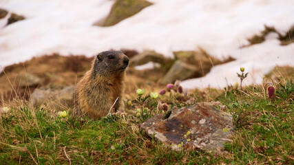 Curious sweet little marmot (marmota, ground squirrel family) sitting on a meadow with alpine wild flowers and snow in early summer near Reschen, South Tyrol, Italy. Focus on animal.