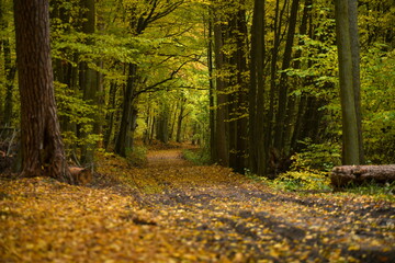 Jesienny las liściasty, droga w lesie