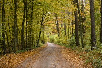 Jesienny las liściasty, droga w lesie