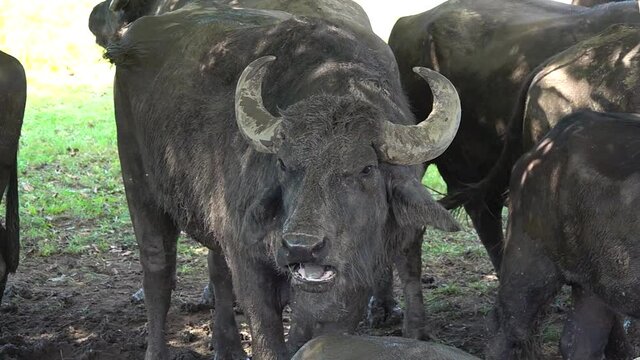 Buffalo portrait in slow motion.Flies circle around the buffalo on the farm.