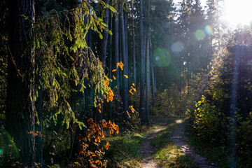 Autumn Forest beauty – sun flare threw high pines and firs on the way to forest depth. Forest - Lungs of the Earth. Nature save, environment sustainability concept.