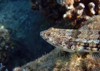 Common lizardfish, belongs to the family Synodontidae, scientific name is Synodus variegates, inhabits shallow water of coral reefs, mostly on sandy bottom, red Sea and Indo-Pacific