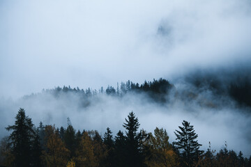 brouillard
