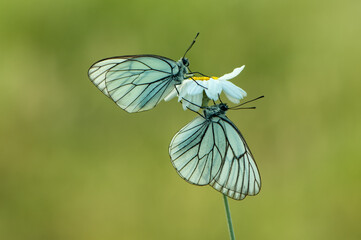 two butterflys Aporia cratagi  in the dew on a daisy in the early morning on a forest glade