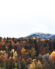 Fototapeta na wymiar forêt à l'automne 