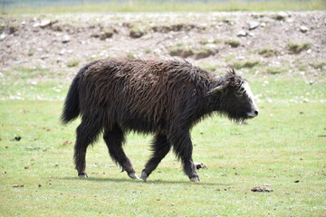 Side full body profile view of long haired brown calf, Qinghai, China