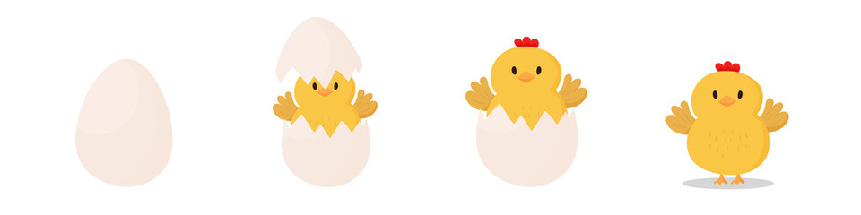 Chicken coming out of egg. Cartoon vector on white background.