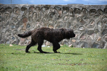 Side full body profile view of dark brown sheepdog on the move, Qinghai, China