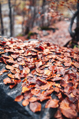 tapis de feuilles 