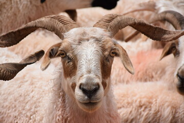 Front profile close up of white and light brown goat with horns, Qinghai, China
