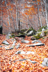 sol avec pleins de feuilles 