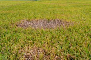 Paddy field damaged by brown plant hoppers (Nilaparvata lugens) in Japan in autumn