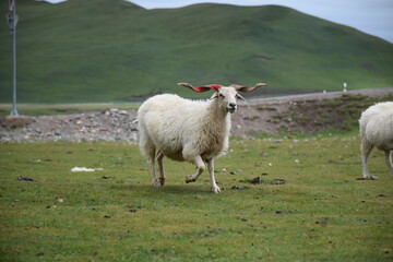 White goat with red colored, vertical, twisted horns in light run on green grass, green mountain backdrop, Qinghai, China