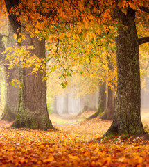 magic autumn forest