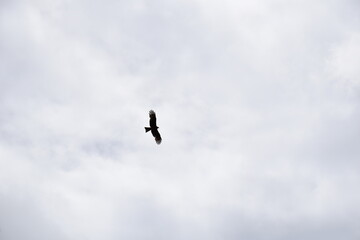 Upland Buzzard soaring against overcast sky, wings spread, Qinghai, China