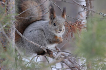 Fototapeta premium squirrel in the park