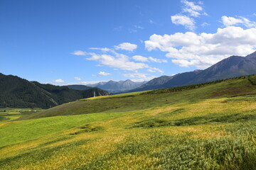 Yellow and green hillside meadow, mountain backdrop, blue skies with light, white clouds, Qinghai, China