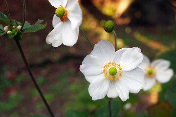 Obraz premium 白い花