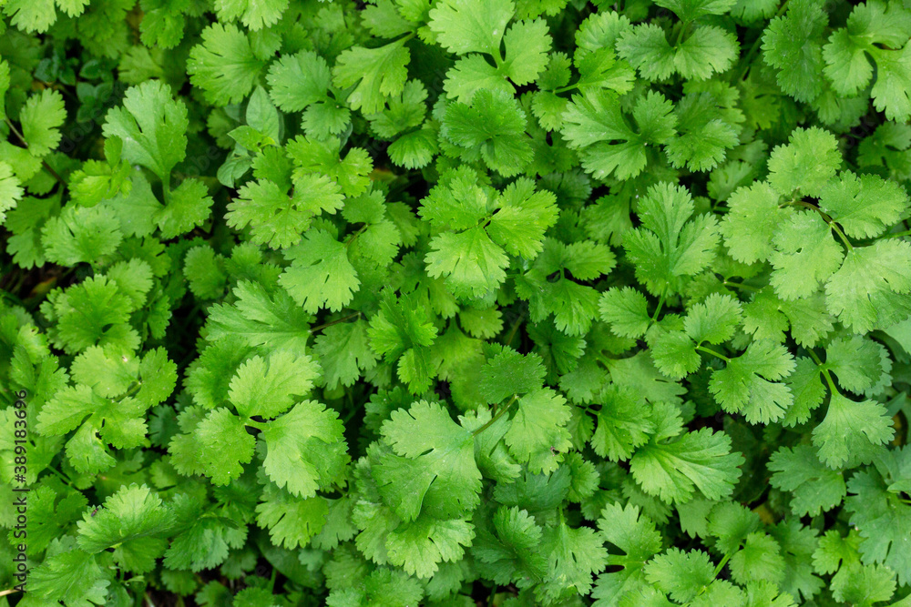 Wall mural green fresh cilantro leaves close up top view